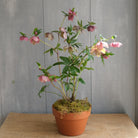 Lenten rose l Michler Florist l Lexington KY