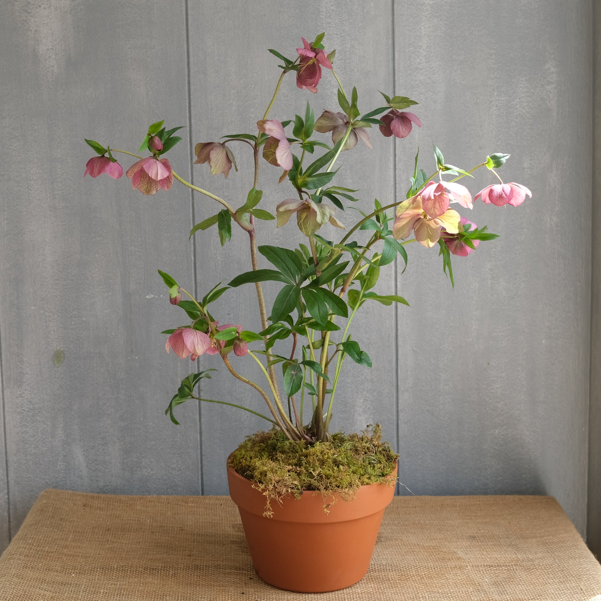 Lenten rose l Michler Florist l Lexington KY