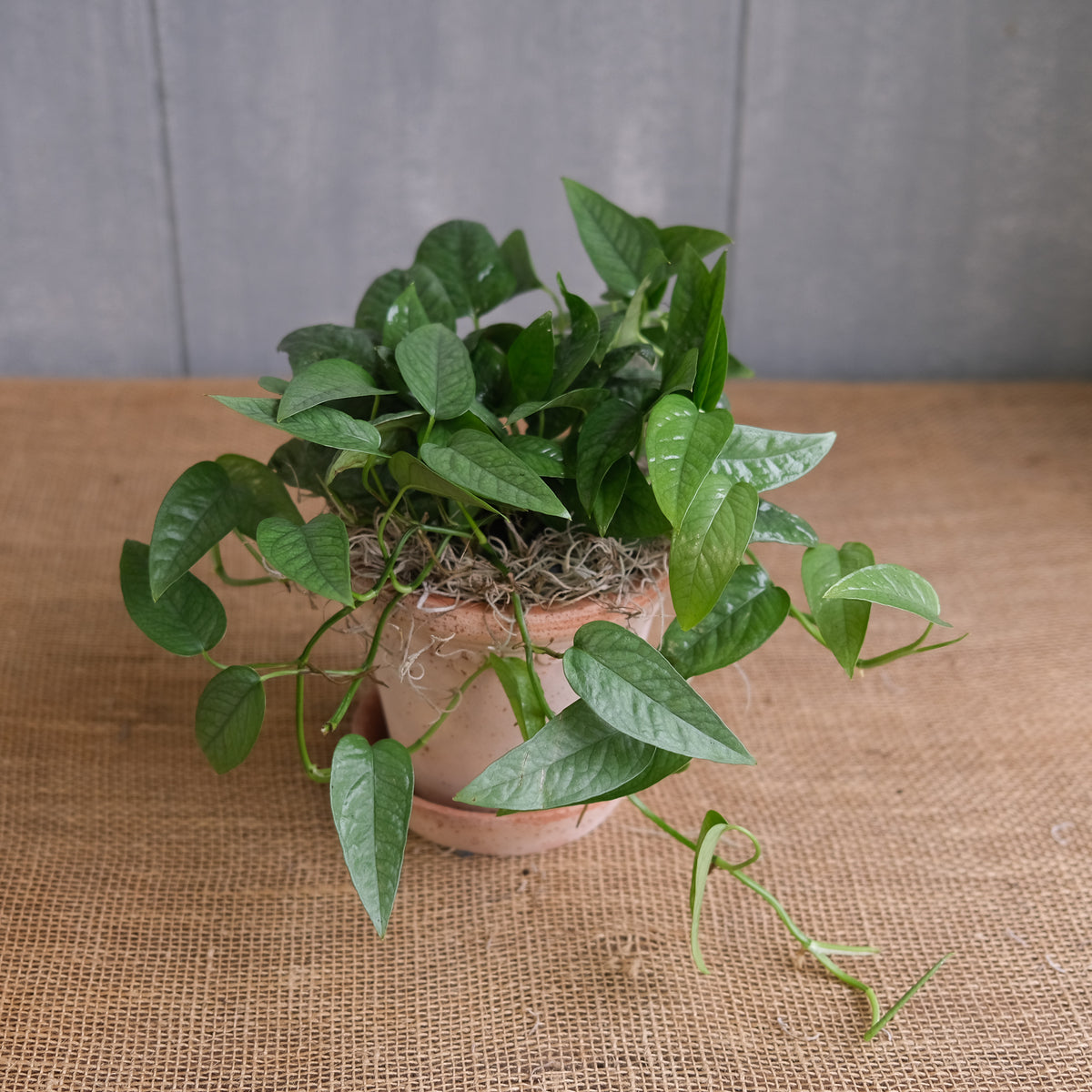 cebu pothos for sale Pothos - Cebu Blue | Lexington, KY