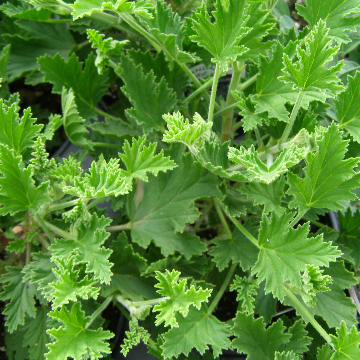 lemon geranium seeds Pelargonium 'Citriodorum' (Scented Geranium, Citronella Geranium) | Herb in Lexington, KY