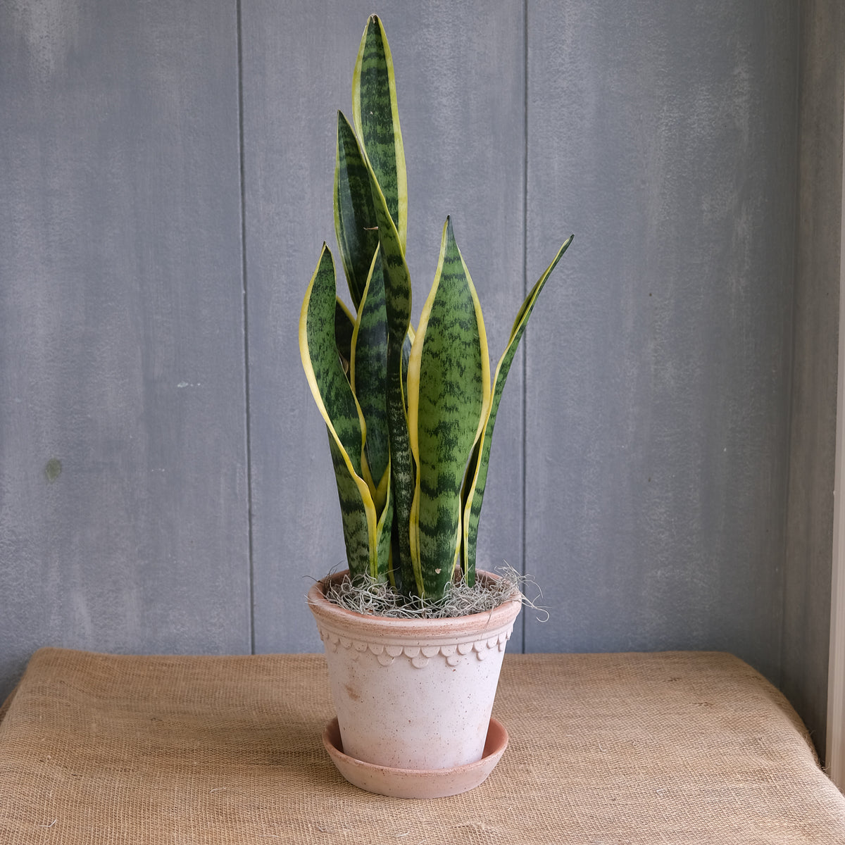 king cobra snake plant Sansevieria - Snake Plant | Lexington, KY