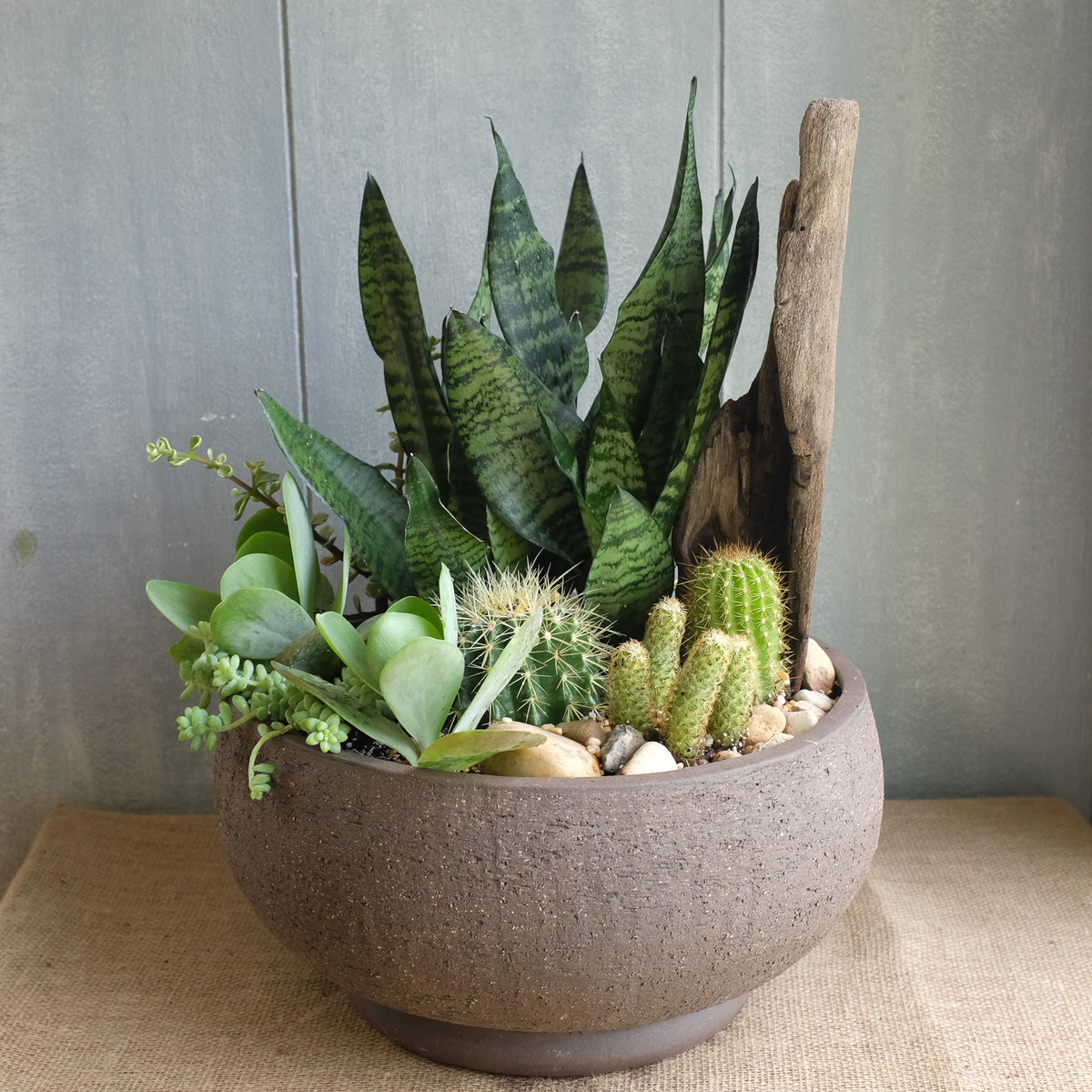 sun loving succulents Sun Loving Sansevieria Planter l Michler Florist l Lexington Kentucky – Michler's Florist, Greenhouses & Garden Design