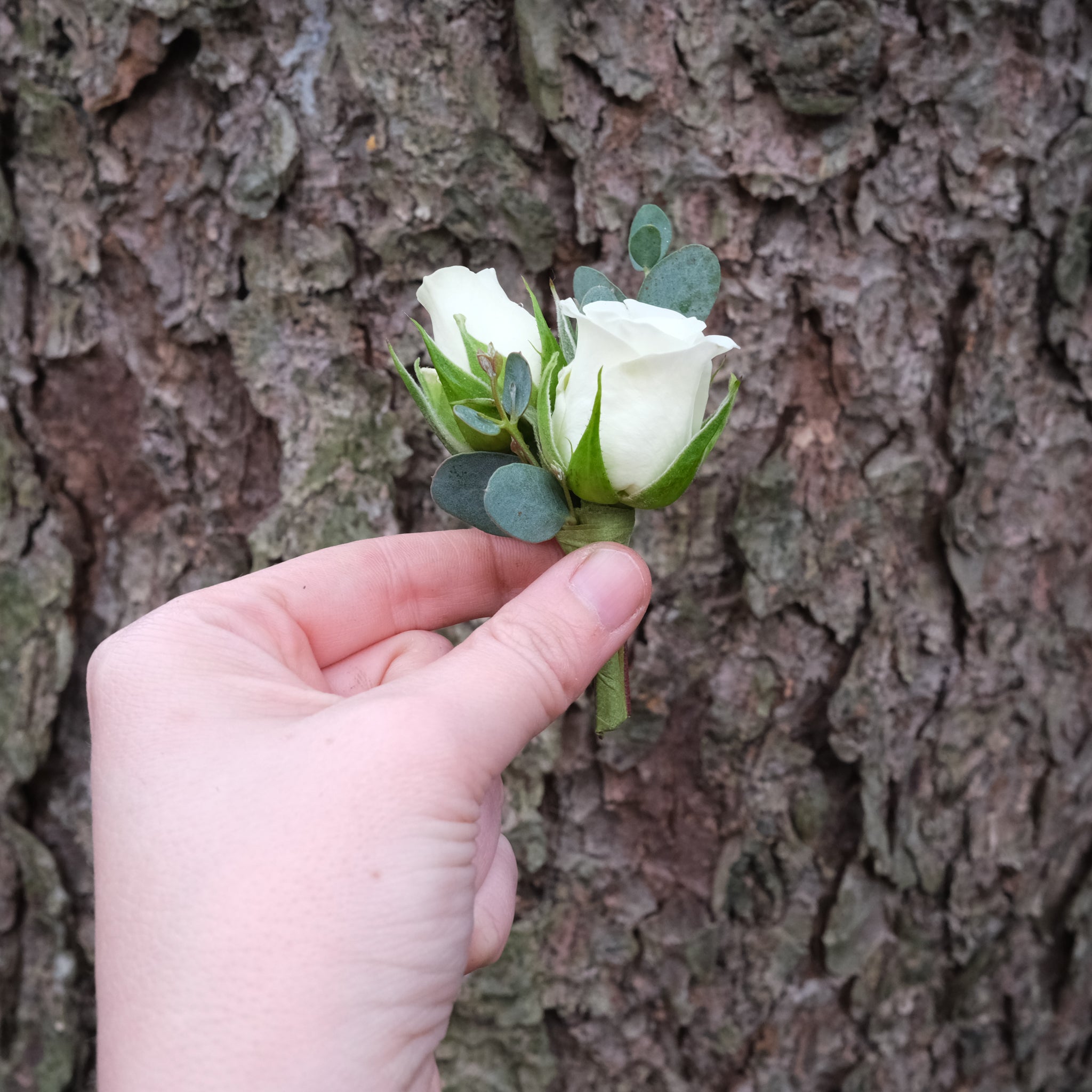 White Sweetheart Rose Boutonniere
