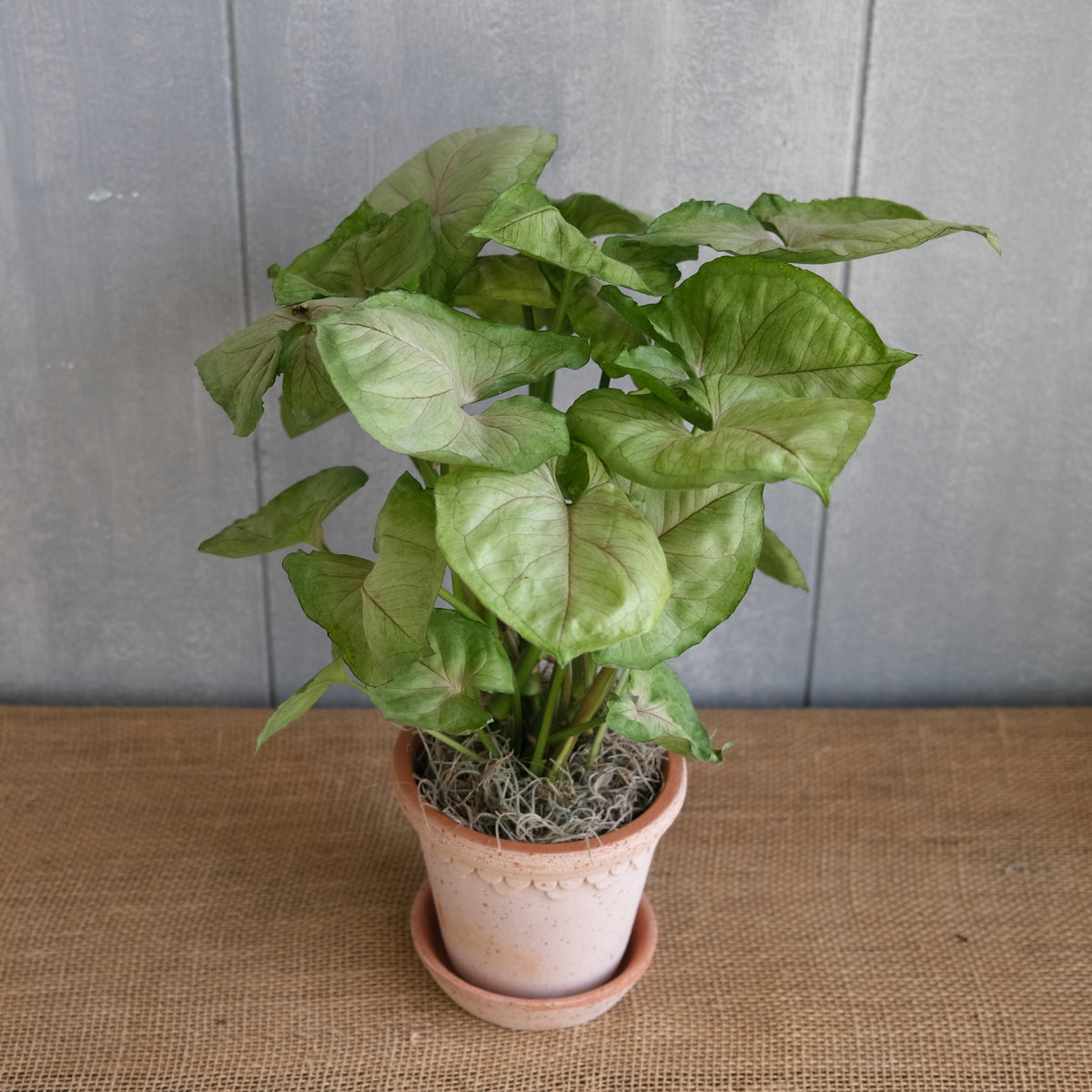 syngonium plant seeds Syngonium - Arrowhead Plant | Lexington, KY