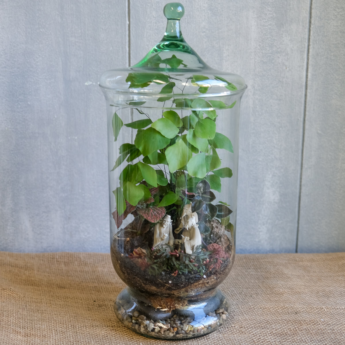 terrarium plante jardiland Woodland Terrarium | House Plants in Lexington, KY