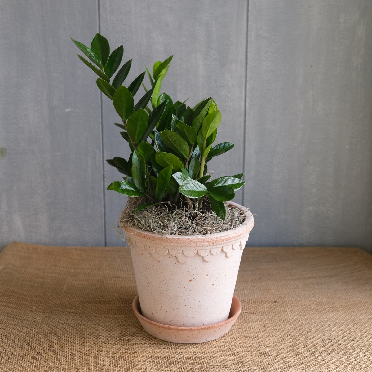 Zamioculcas l ZZ Plant l Lexington, KY