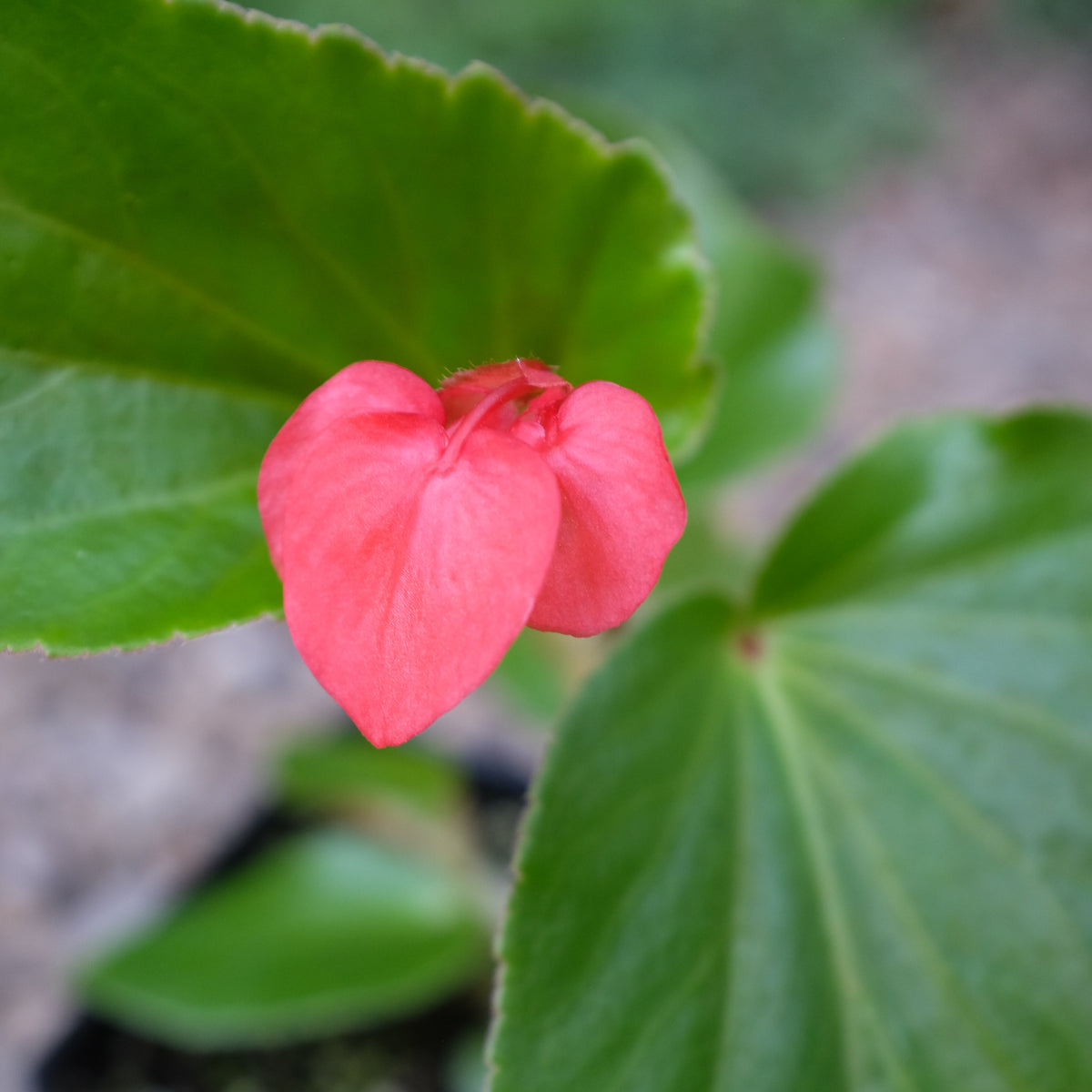 Begonia 'Dragon Wing Red' | Michler's Greenhouses