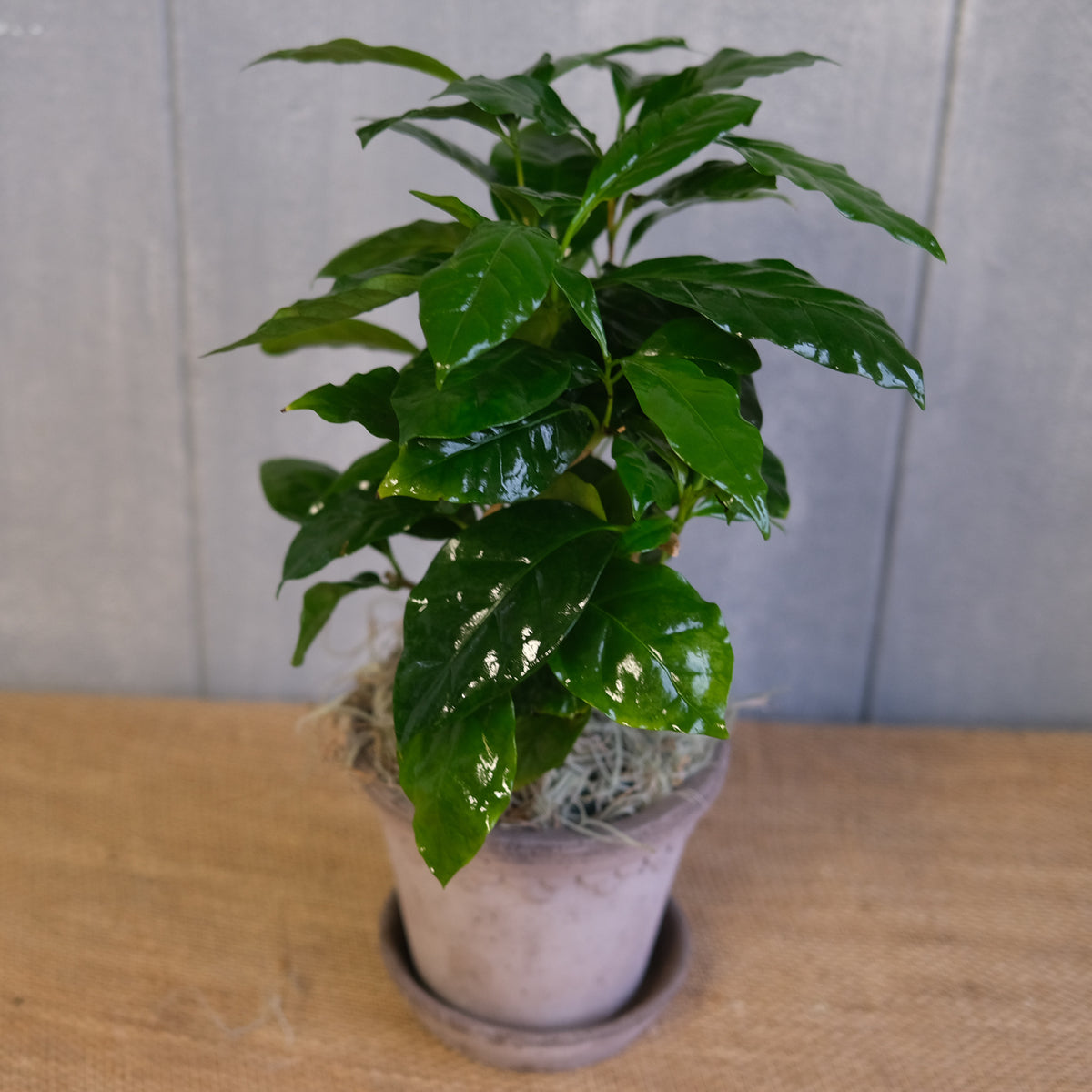 Coffee Plant | Lexington, KY