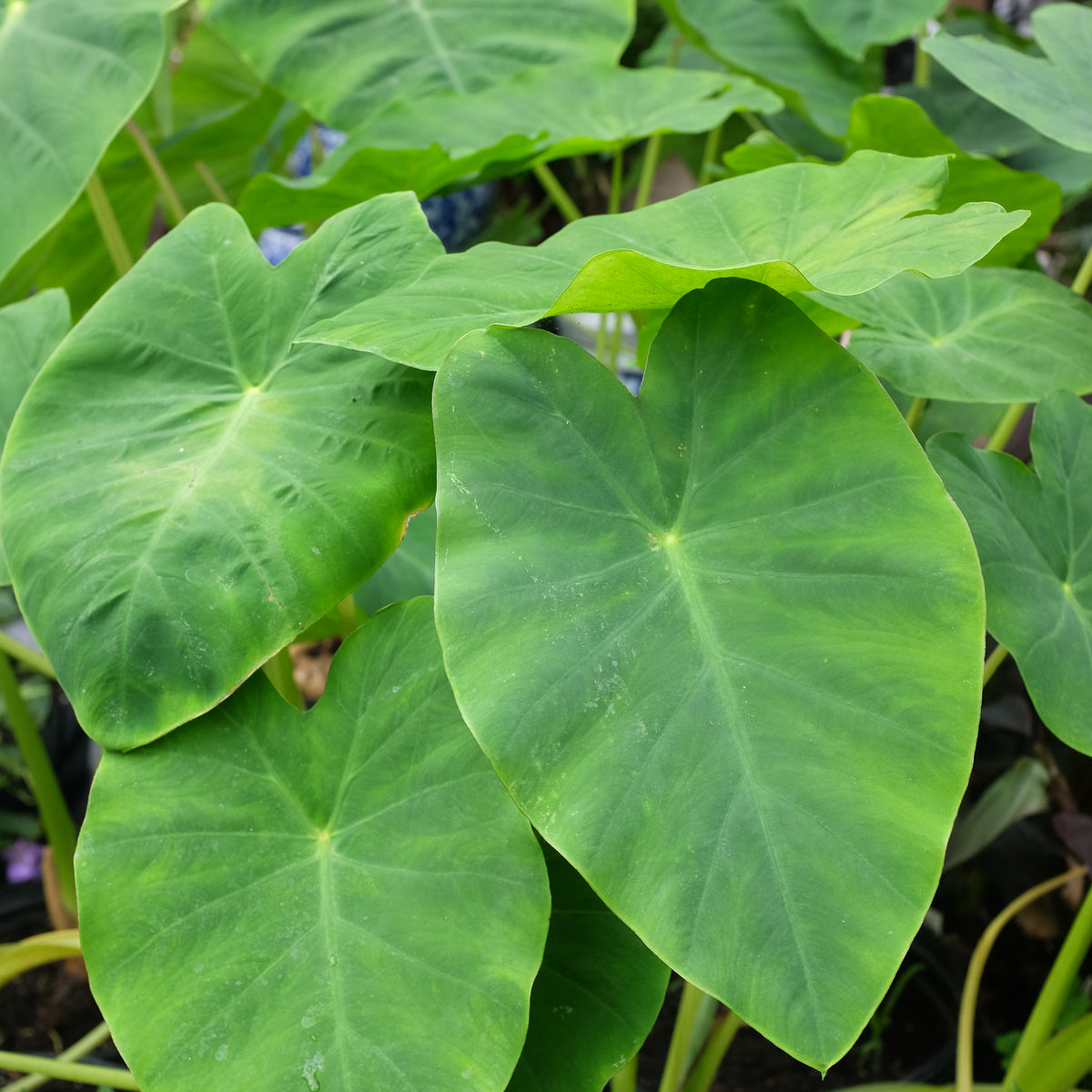 Colocasia esculenta 'Jack's Giant' (Elephant Ears) – Michler's Florist,  Greenhouses & Garden Design