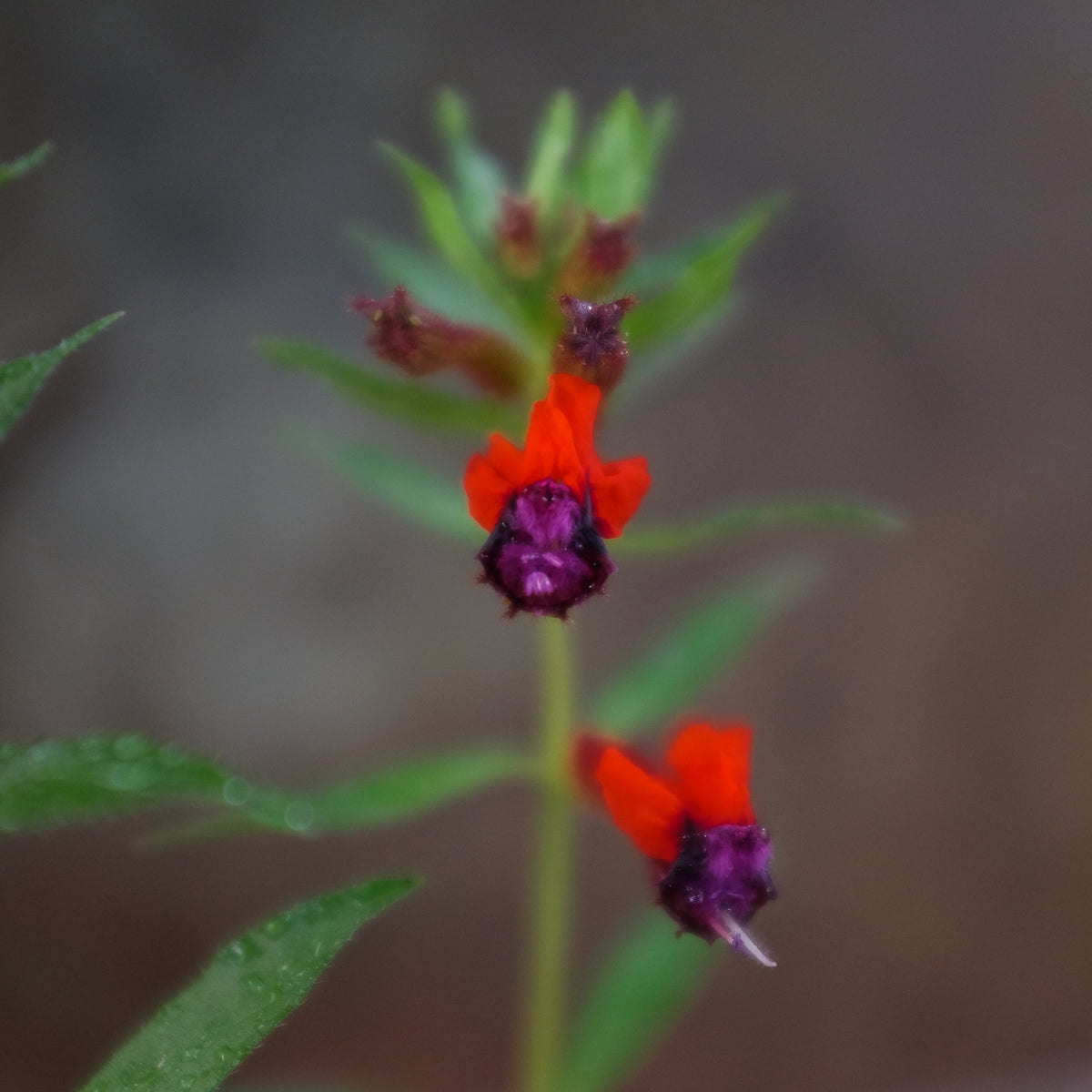 Cuphea llavea (Bat Faced Cuphea) Michler's Florist, Greenhouses