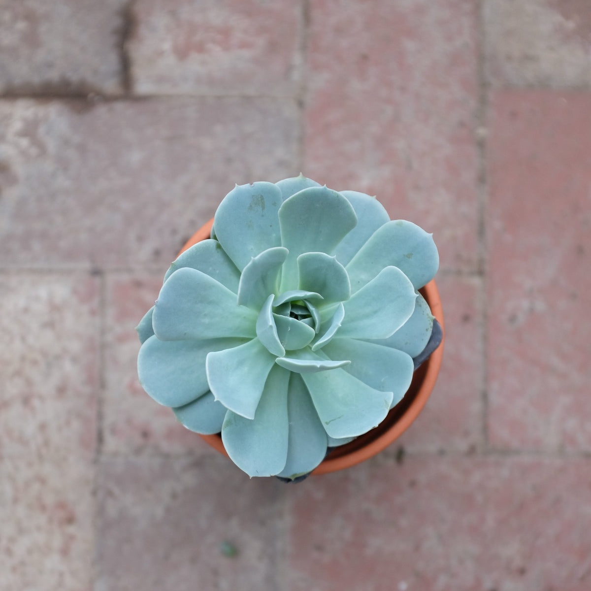flowering echeveria succulent Echeveria 'Lucita' l Lexington, KY