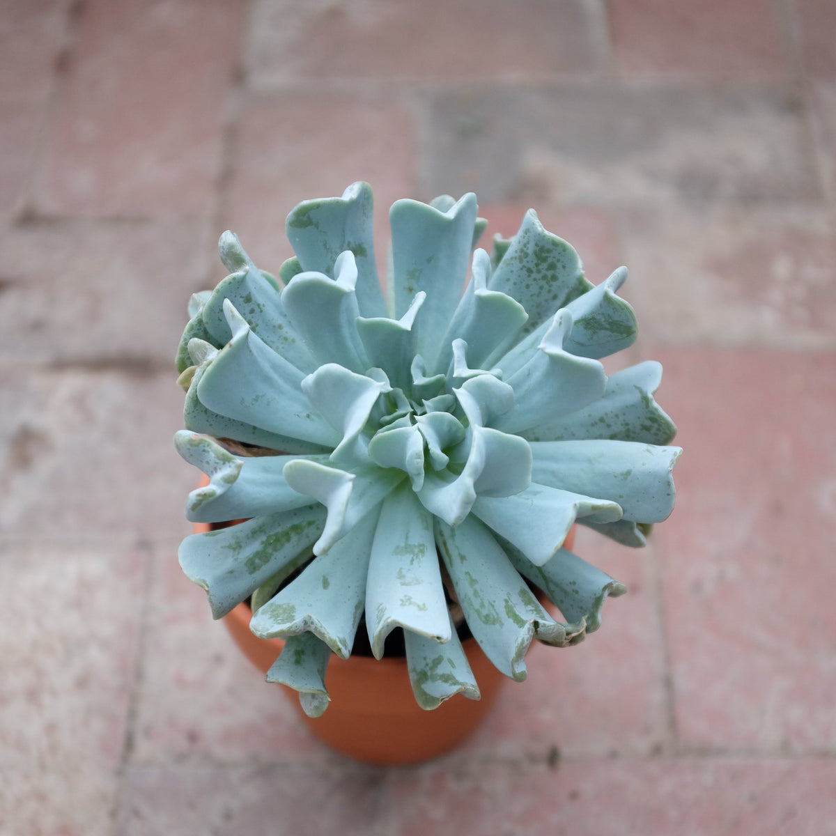 taciveria succulent Echeveria "Silver Spoons" l Lexington, KY