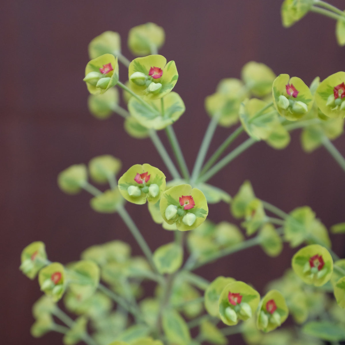 Euphorbia 'Ascot Rainbow' (Spurge) – Michler's Florist, Greenhouses &  Garden Design