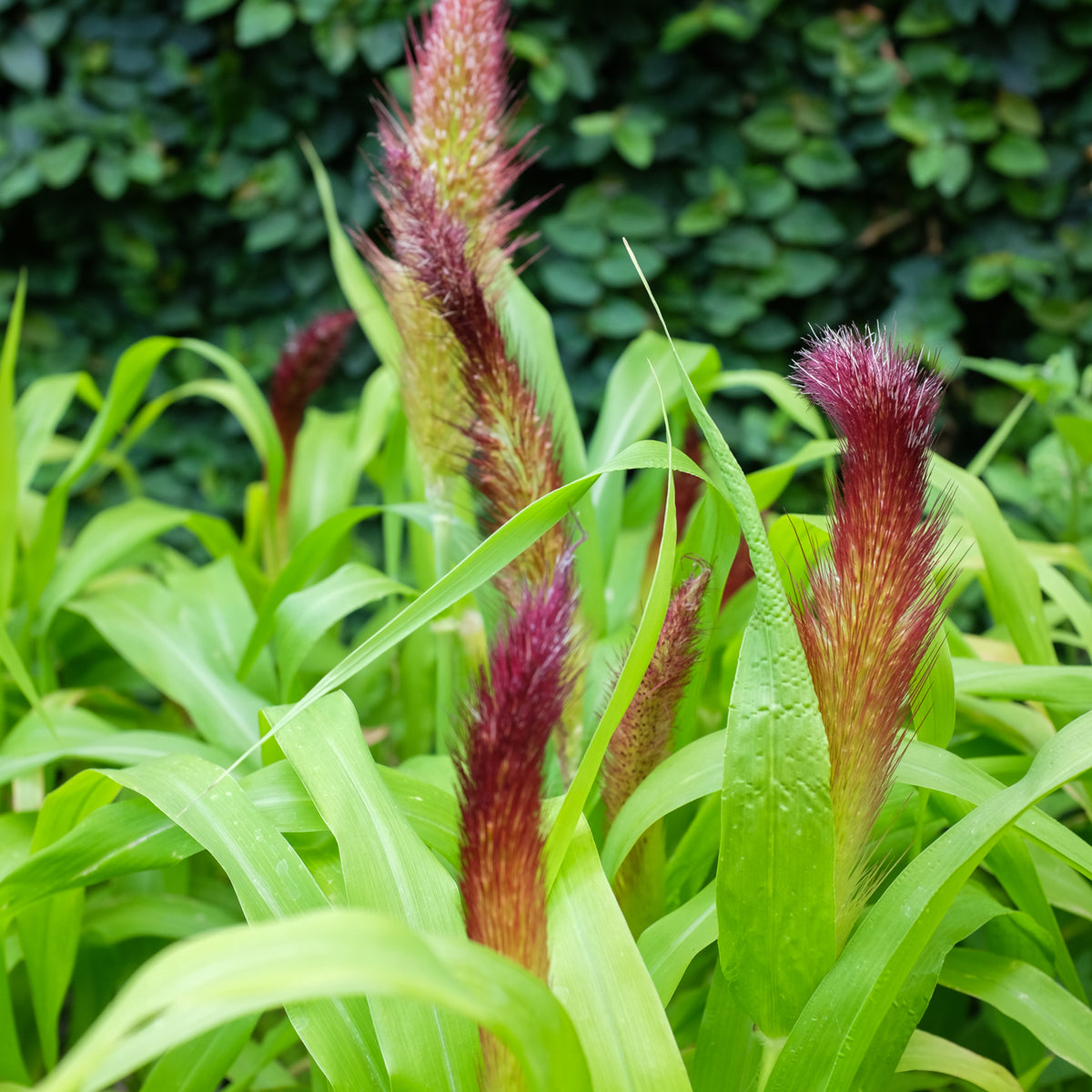 Pennisetum 'Jade Princess' (Ornamental Millet) Michler's Florist