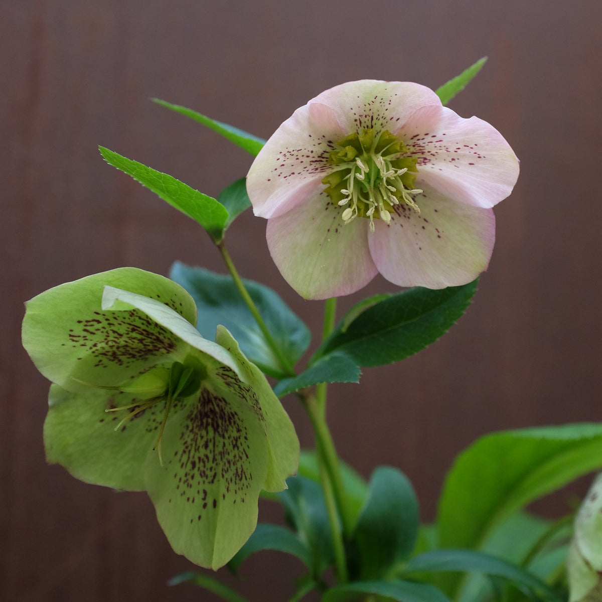 lenten rose seeds for sale Helleborus orientalis (Lenten Rose) | Perennial in Lexington, KY