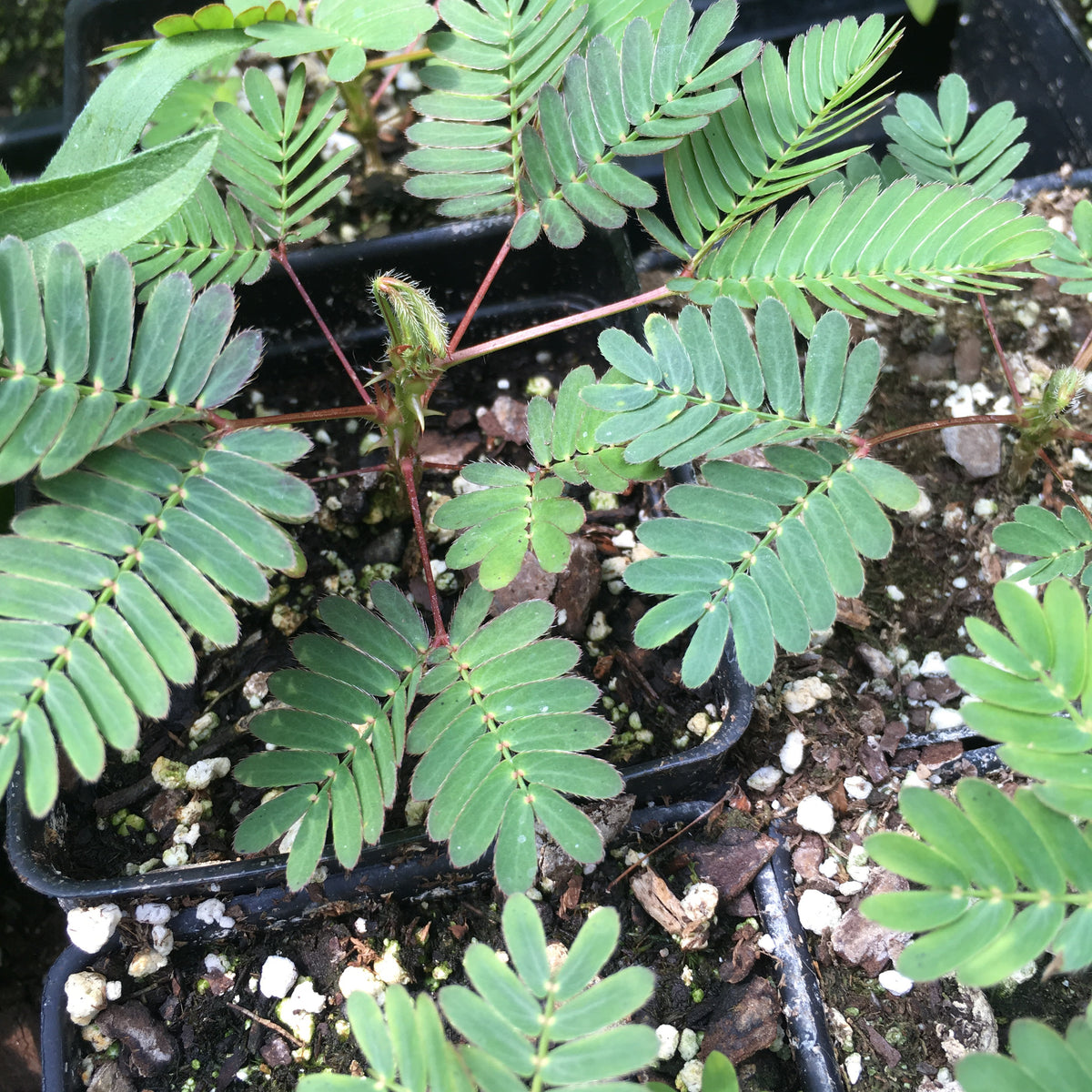 Mimosa pudica (Sensitive Plant)