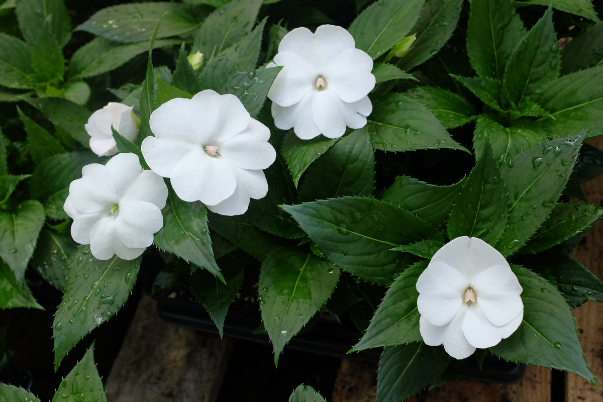 White Spots On Sunpatiens Flowers edu.svet.gob.gt