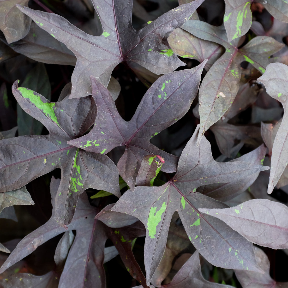 Sweet Potato Vine
