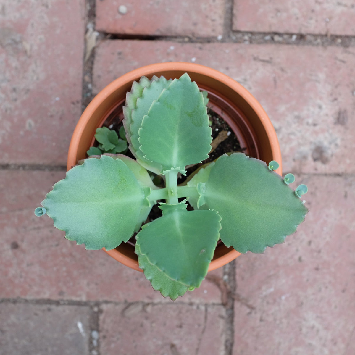 Mother of Thousands l Lexington, KY