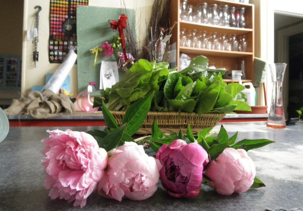 Pink peonies in bloom at Michler's Florist in Lexington, KY