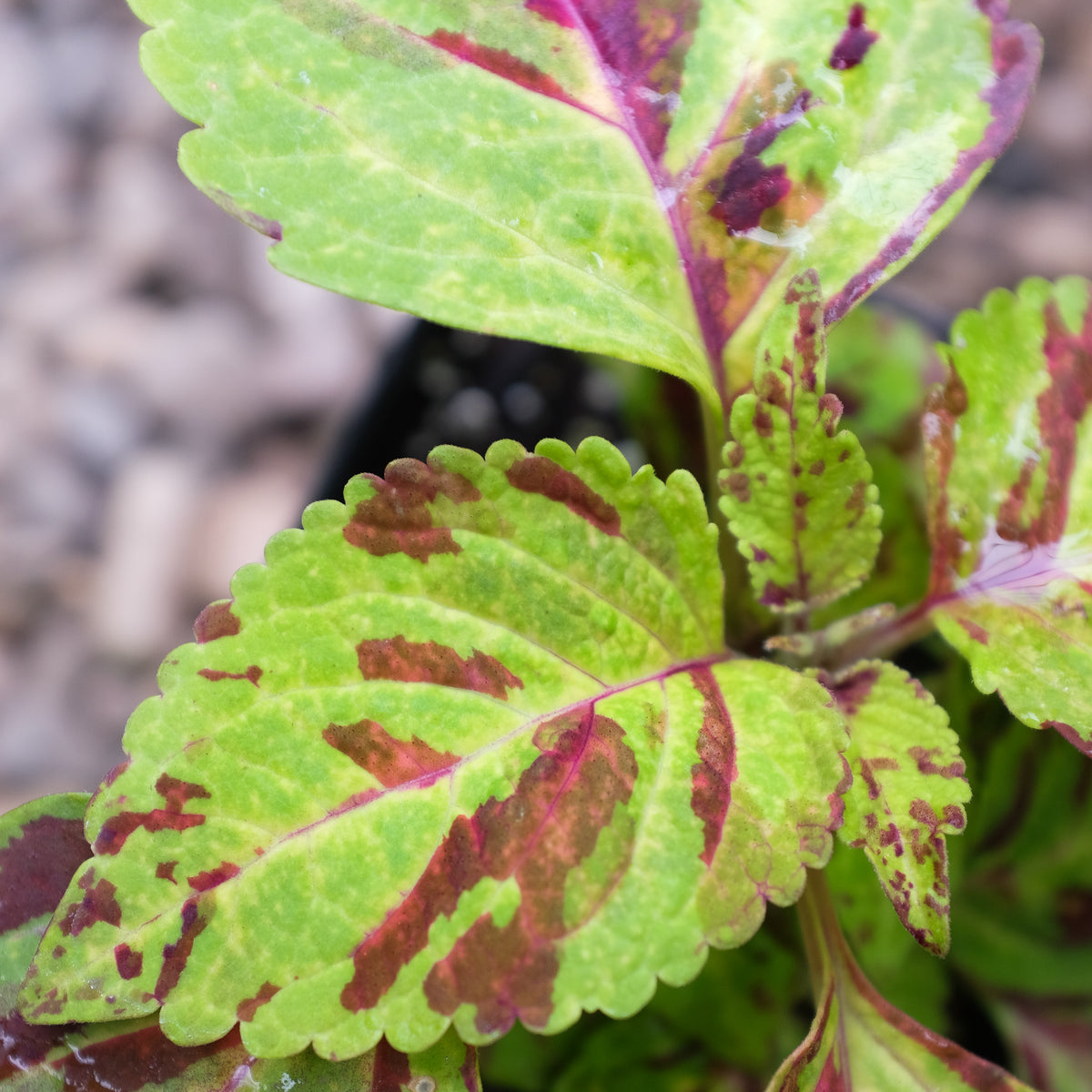 best potting mix for coleus Coleus