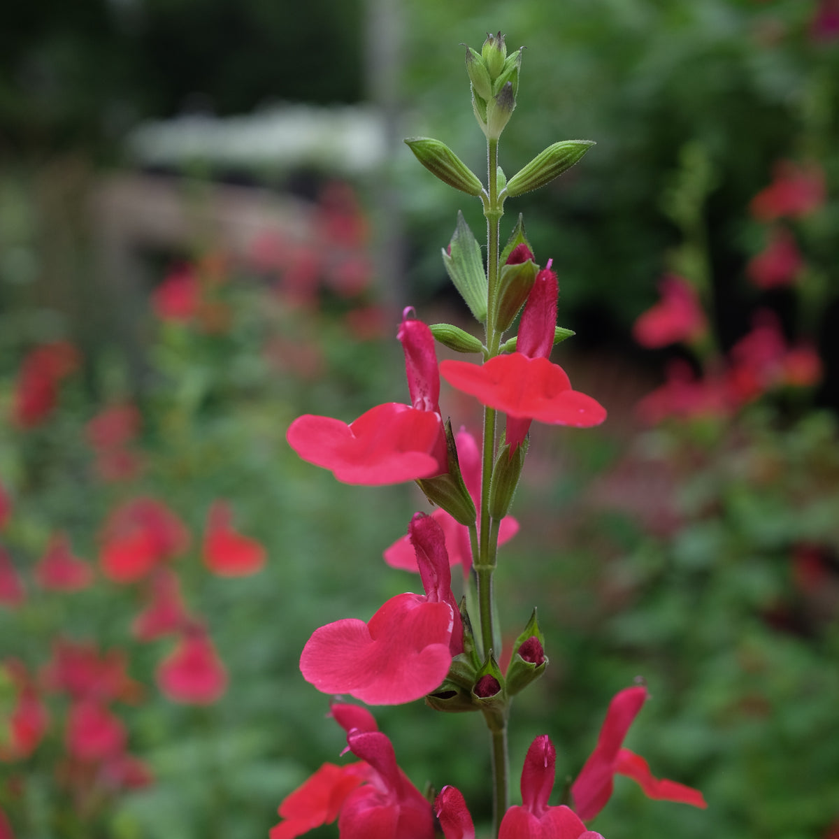 hot lips flower seeds Salvia 'Hot Lips' | Annual in Lexington, KY