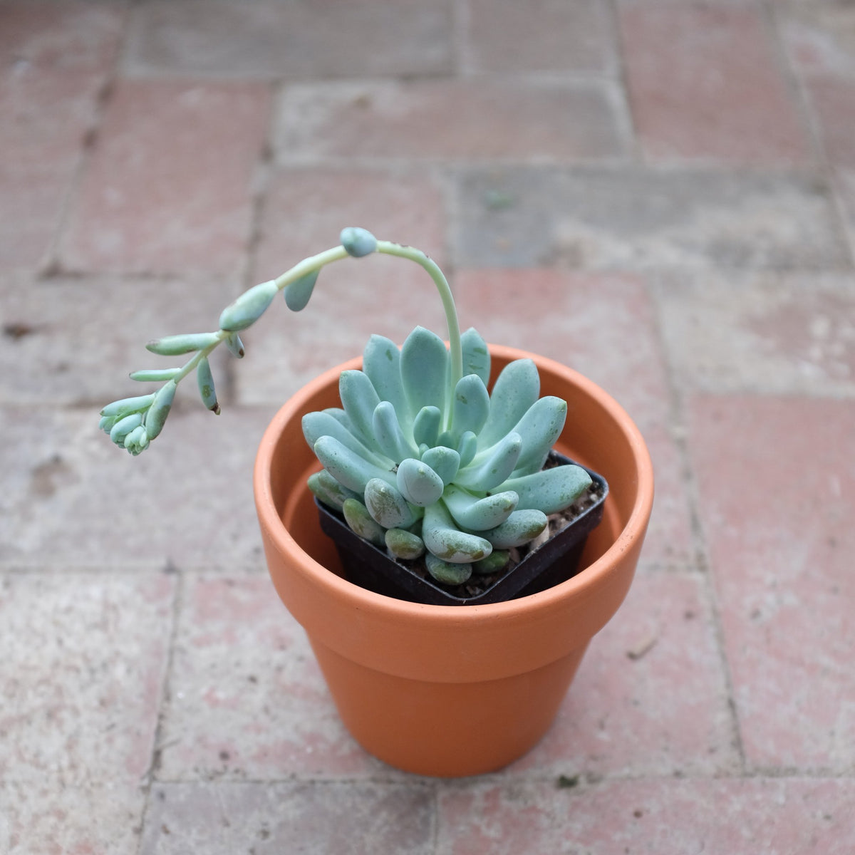 tall echeveria succulent Sedeveria l Blue Giant l Lexington, KY