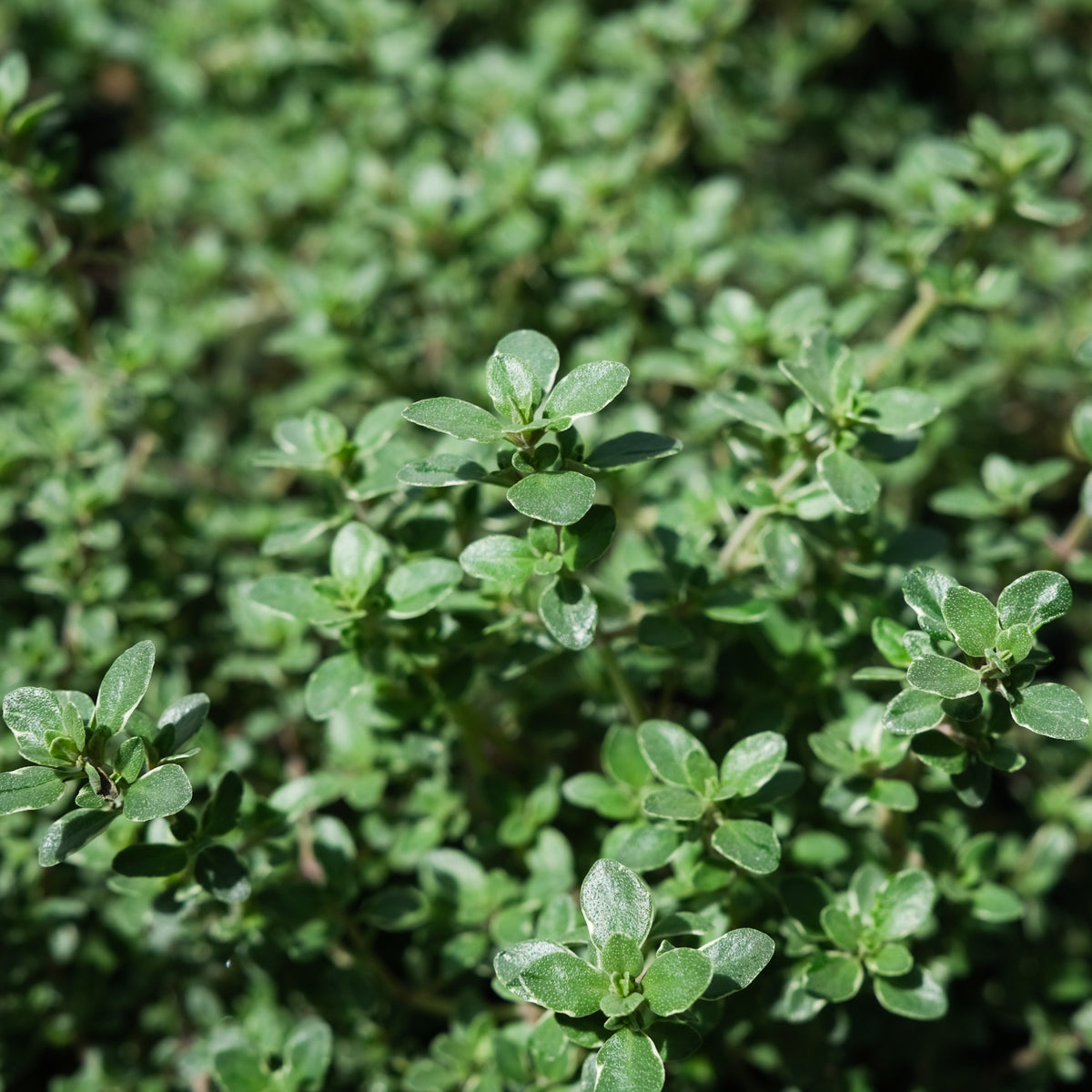 Thymus vulgaris 'Argenteus' (Silver Edge Thyme) Herb in Lexington, KY