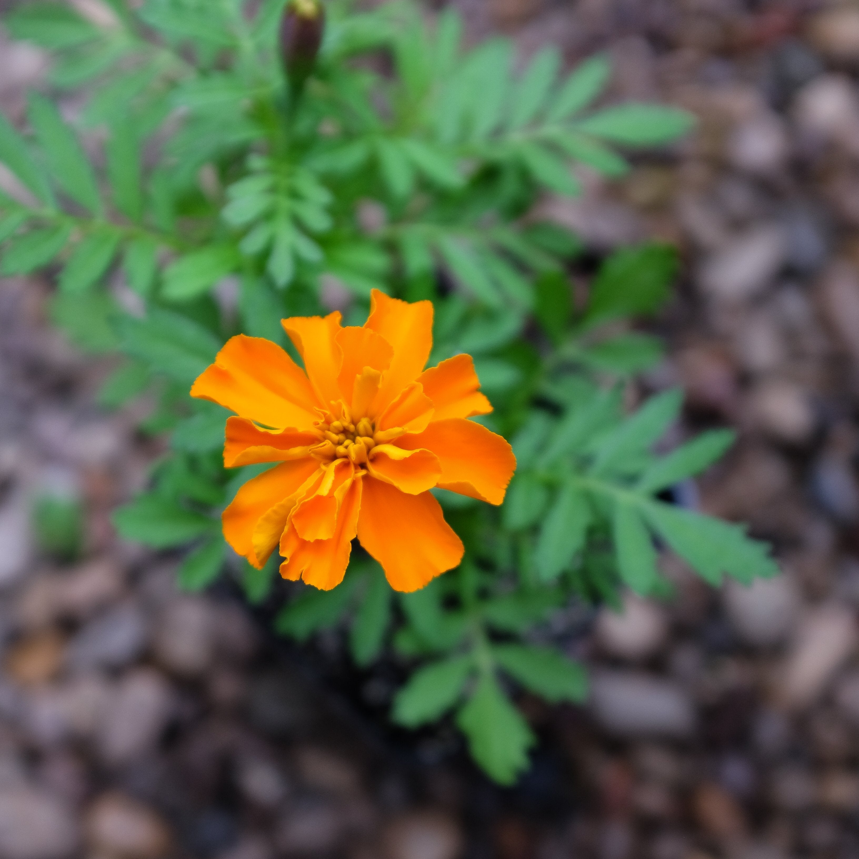 tagetes-patula-bonanza-deep-
