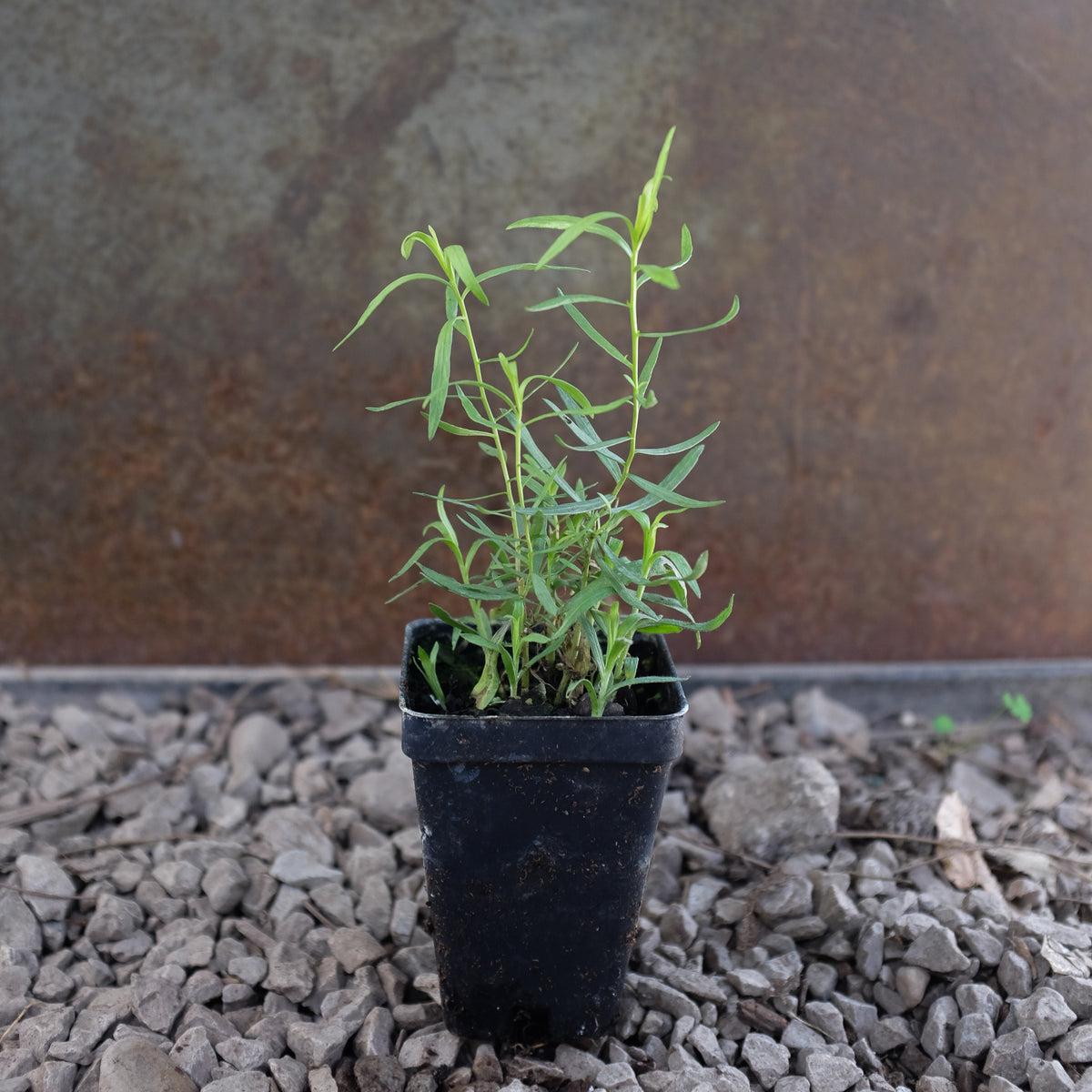 French Tarragon - Artemisia dracunculus | Herb in Lexington, KY