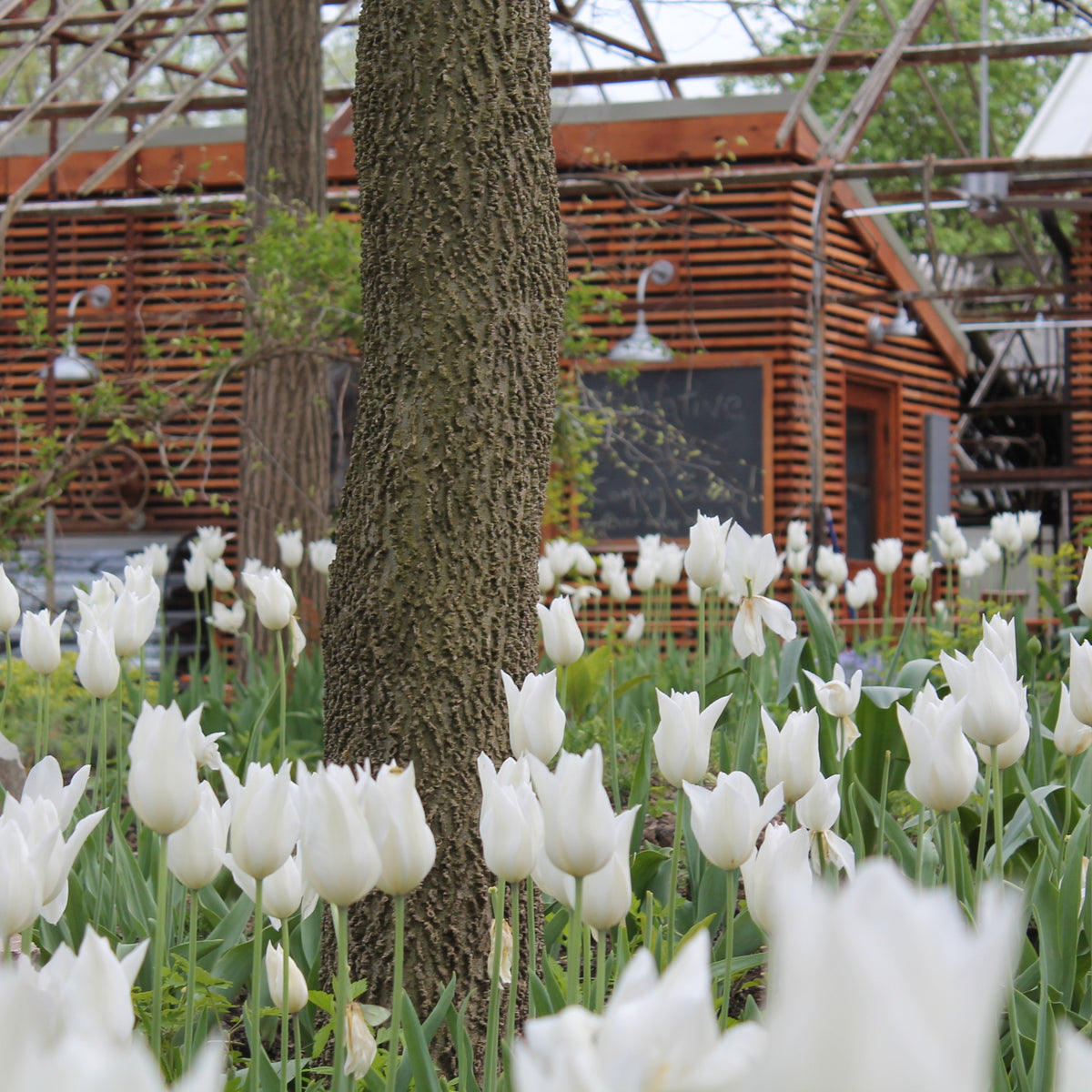 white triumphator lily flowering tulip Tulip