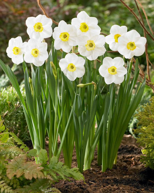 Daffodil Narcissus 'Jamestown' Michler's Florist, Greenhouses & Garden Design