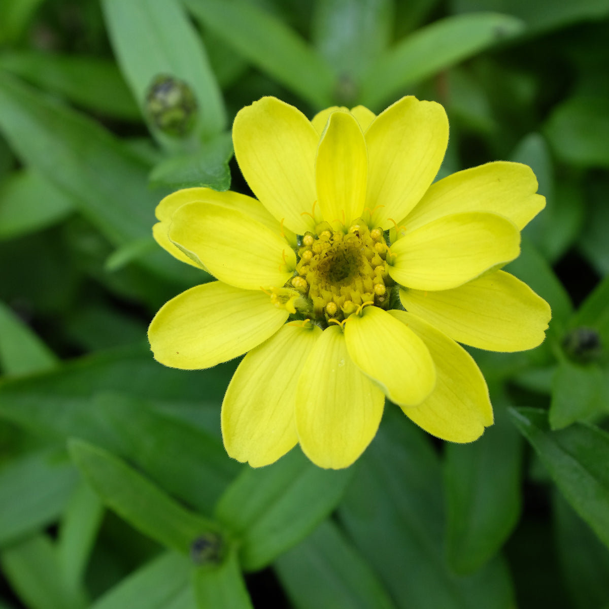 Zinnia hybrida 'Profusion Lemon' Michler's Florist, Greenhouses & Garden Design