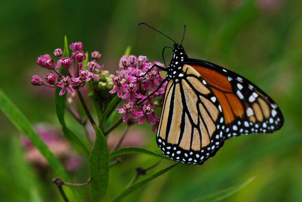 Monarch Butterfly on Milkweed - photo by Katie Joya
