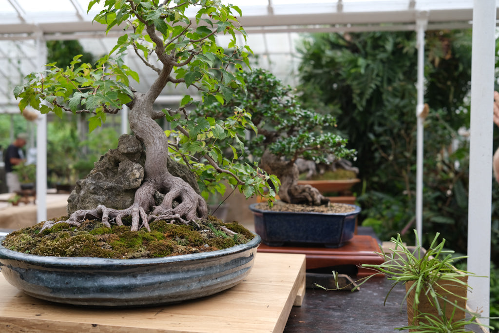 Bonsai Exhibit | Sept. 19-21, 2025