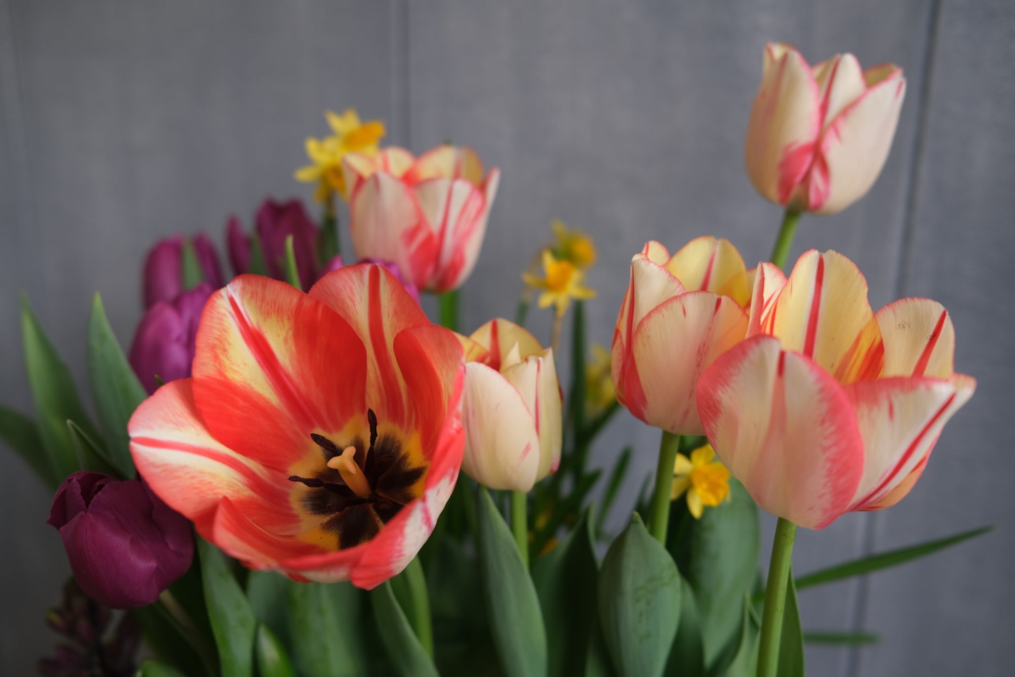 Planning a Bulb Container Garden