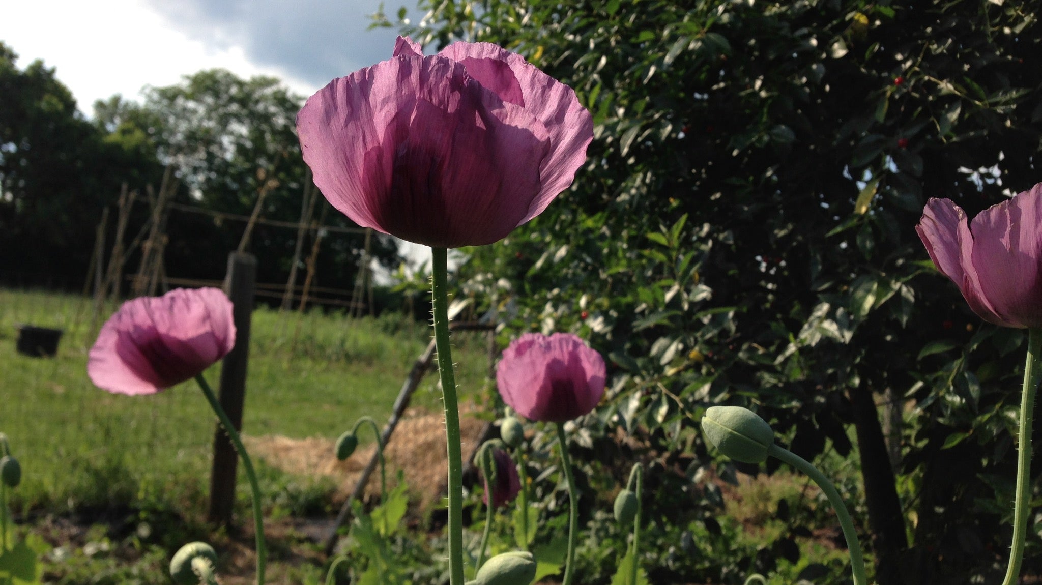 Bread Seed Poppies in Bloom | Michler's Florist, Greenhouses & Garden Design