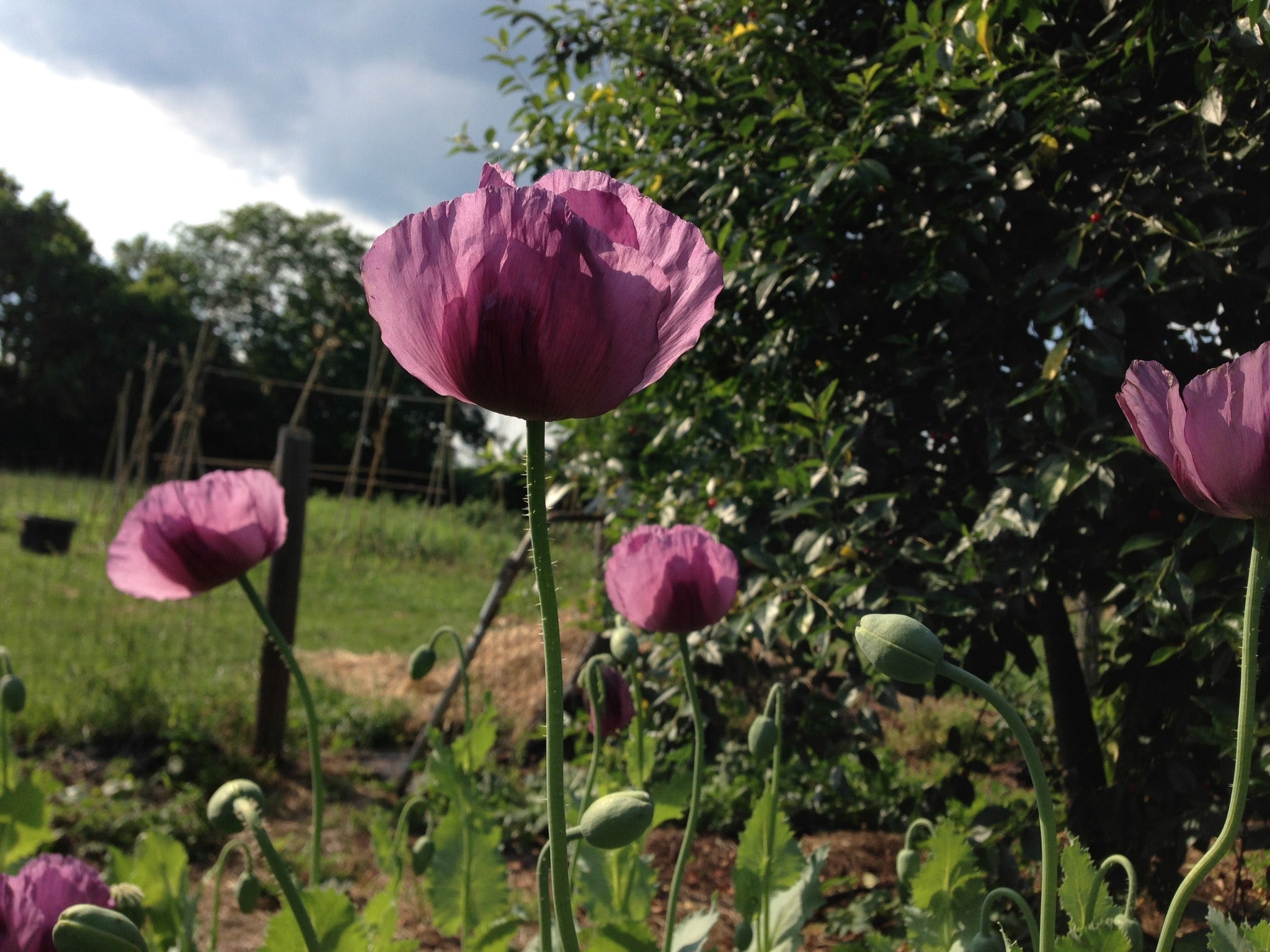 Bread Seed Poppies in Bloom | Michler's Florist, Greenhouses & Garden Design