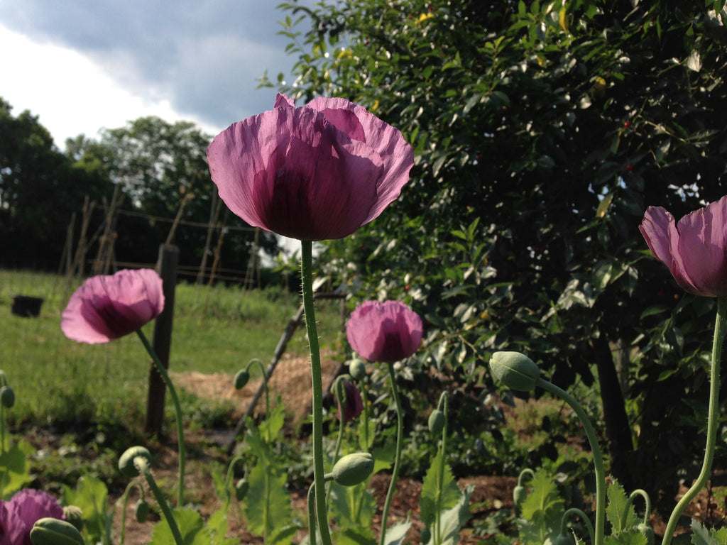 Bread Seed Poppies in Bloom | Michler's Florist, Greenhouses & Garden Design