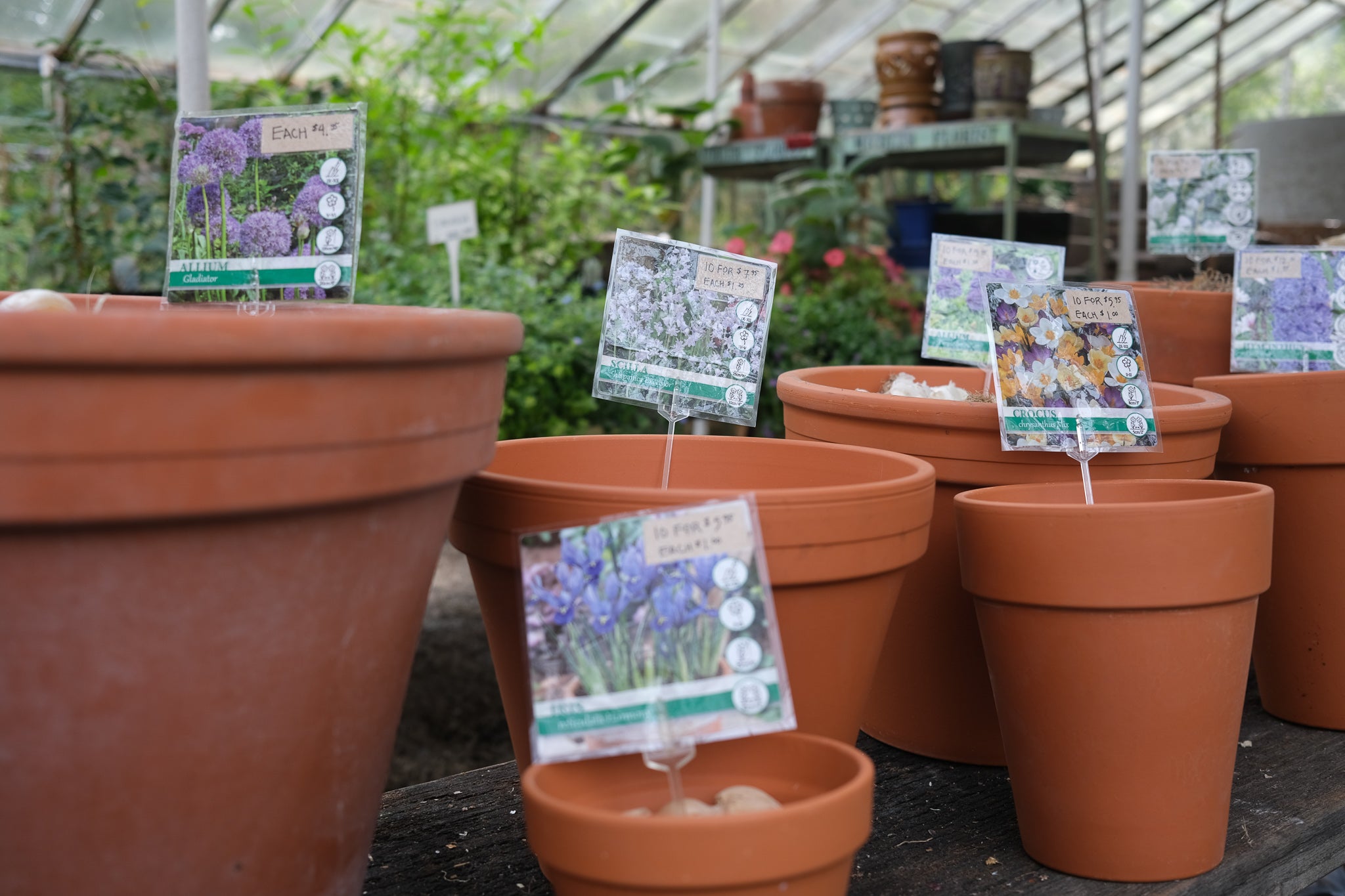 Fall bulbs at Michler's in Lexington