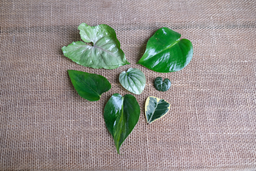 Tropical plants at Michler's