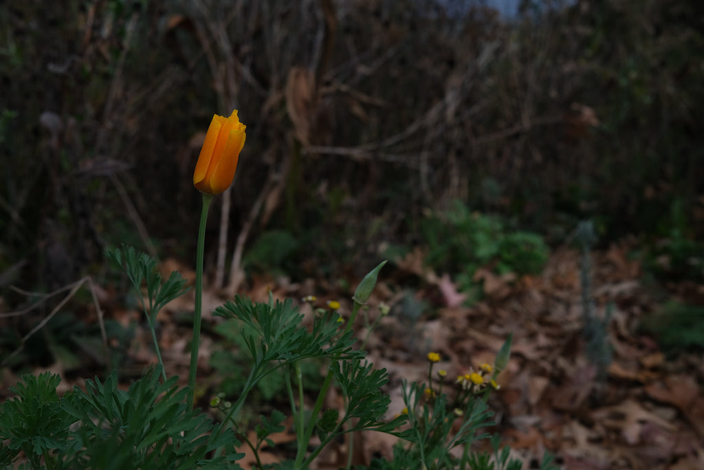 Thoughts on another gardening season