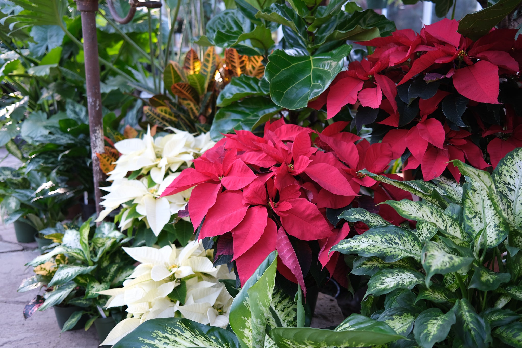 A Christmas Gift Guide for Plant Lovers