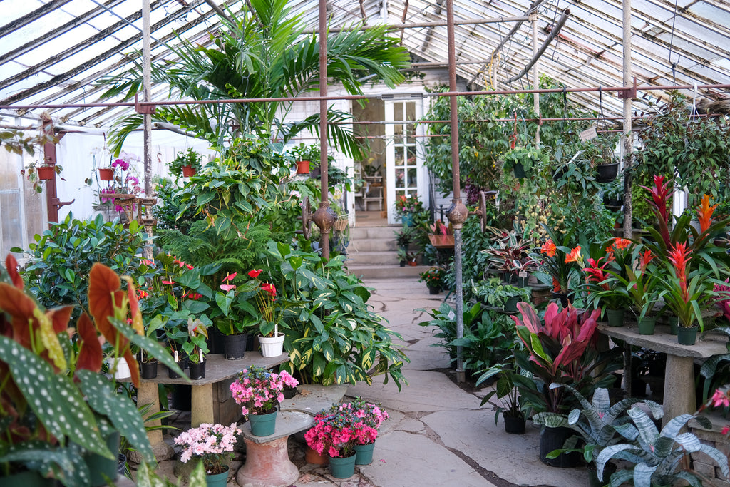 Valentine's 2023 Flora and Food