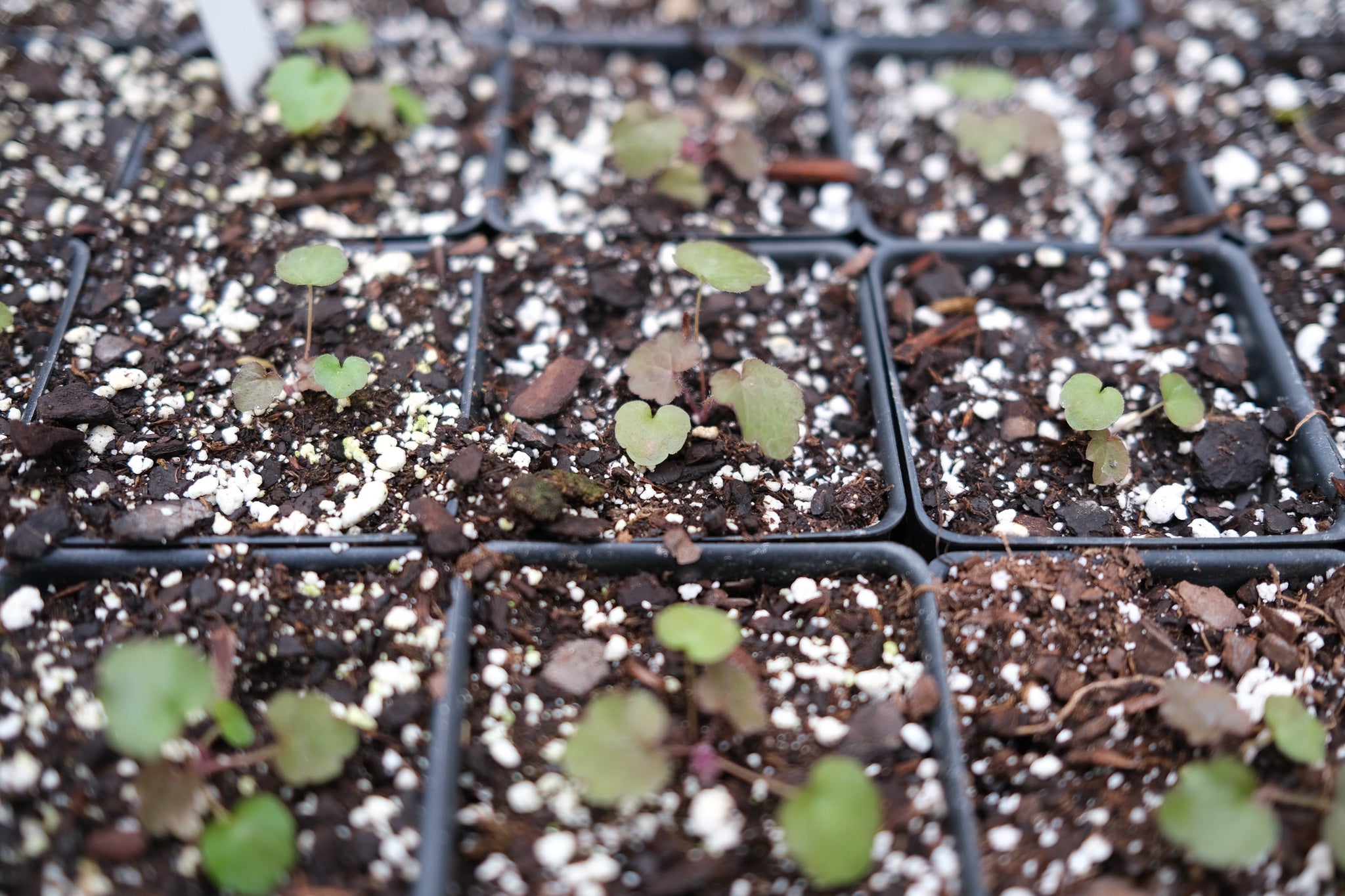 Growing seeds at Michler's Florist in Lexington