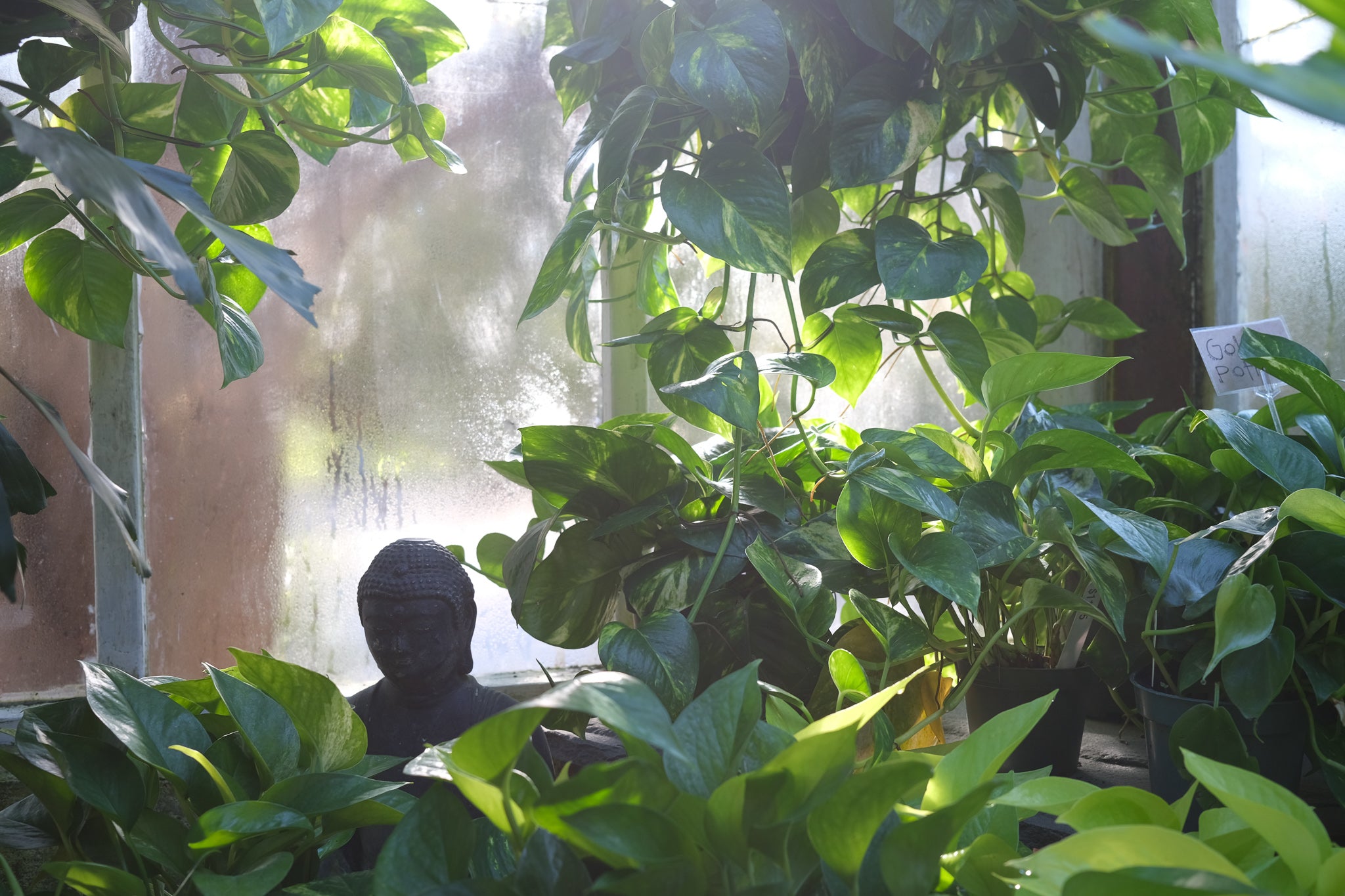 Houseplants at Michler's