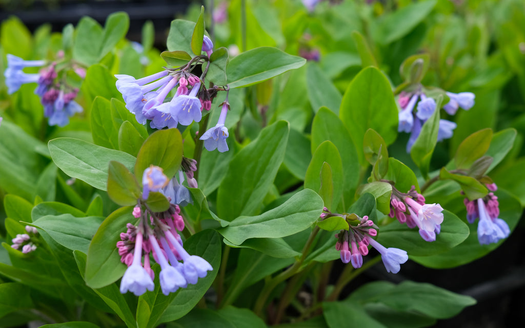 Spring Ephemerals at Michler's