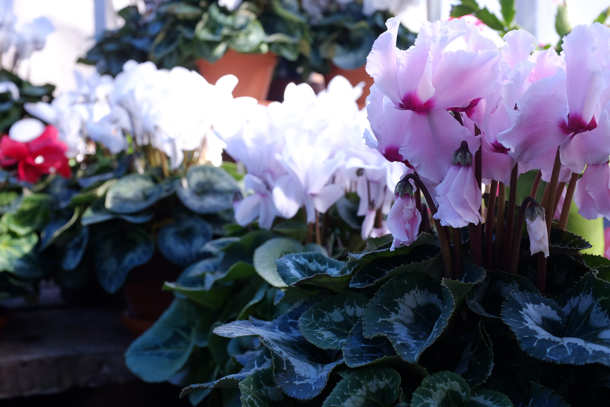 Potted Cyclamen Michler's Florist 