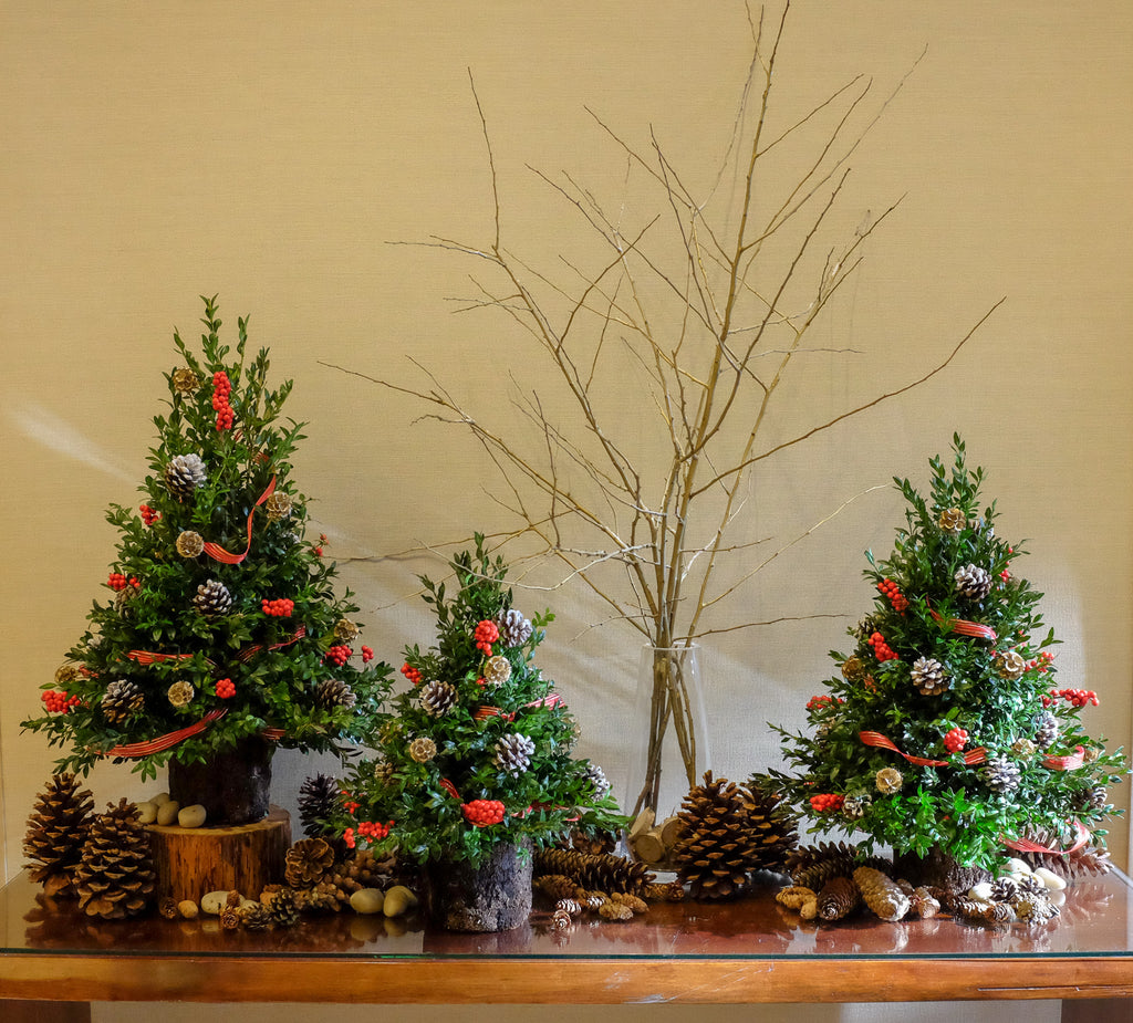 Sugar Plum Trees