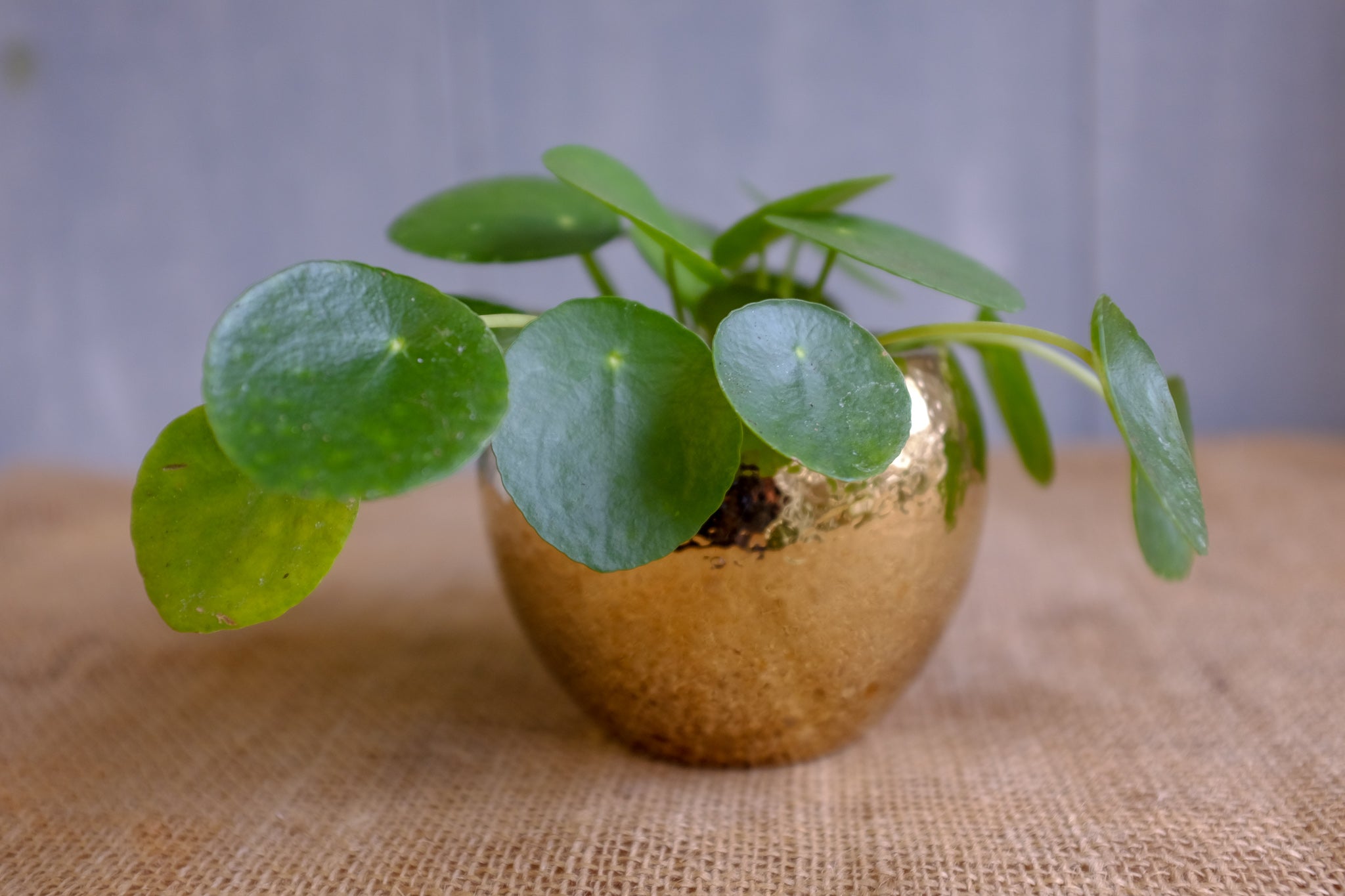 Chinese Money Plant (Pilea peperomiodes)